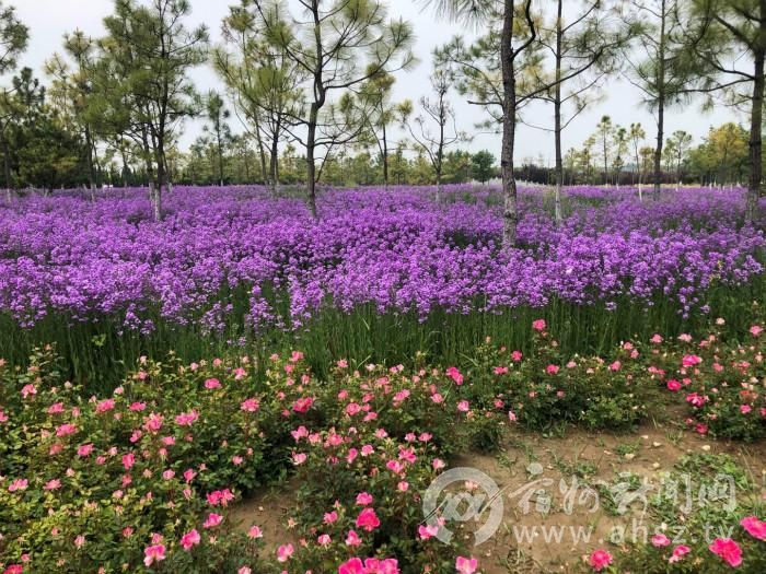 宿州植物公园:踏青赏景正当时 文明有序不能忘