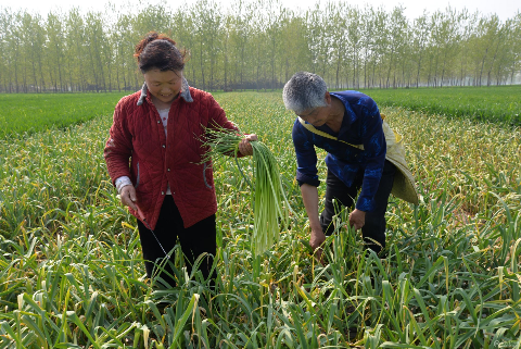 4月12日,宿州市埇桥区杨庄乡岸楼村蒜农们在地膜大蒜地忙碌着抽蒜苔