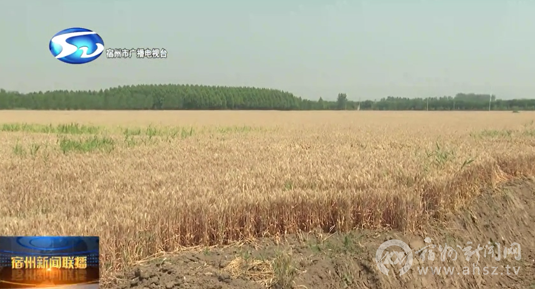 麦田,仓储库房,与种植户,村干部及工作人员深入交谈,详细了解小麦种植